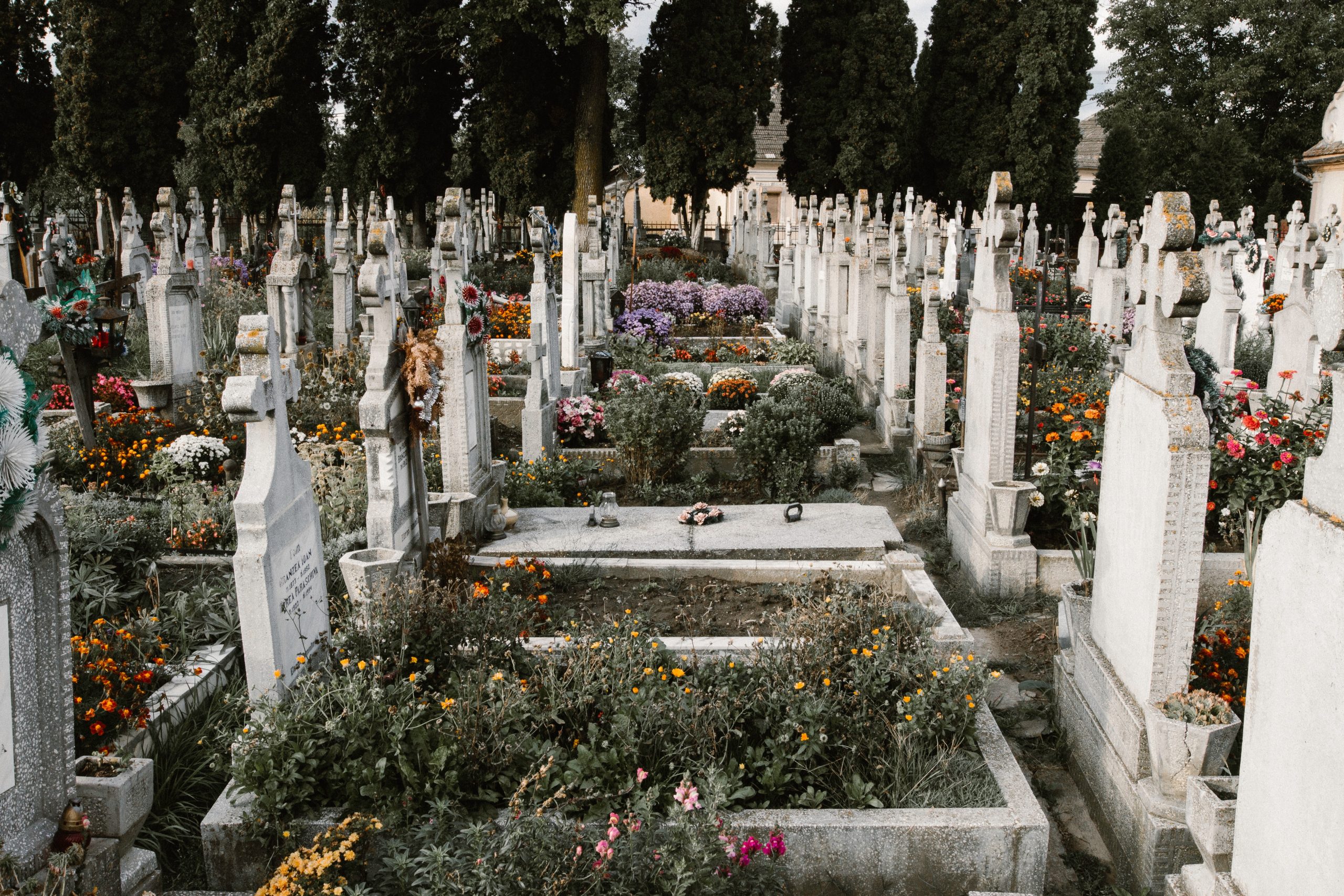 공동묘지 비석 꽃 묘비