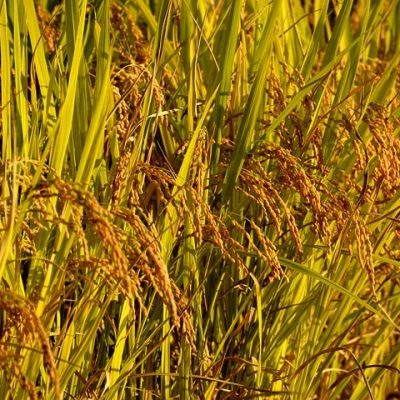 쌀 농사 벼 농작물 밭 식물