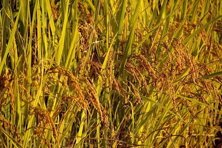 쌀 농사 벼 농작물 밭 식물