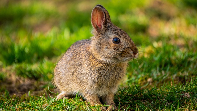 bunny 토끼 rabbit