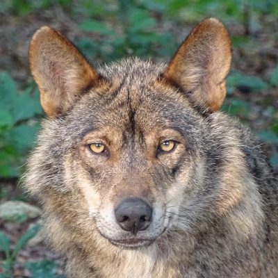 wolf 늑대 동물 포유류 야생