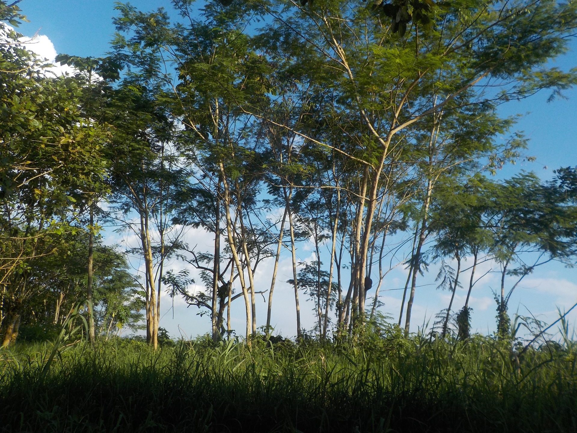 자연 수풀 아마존 나무 식물 하늘