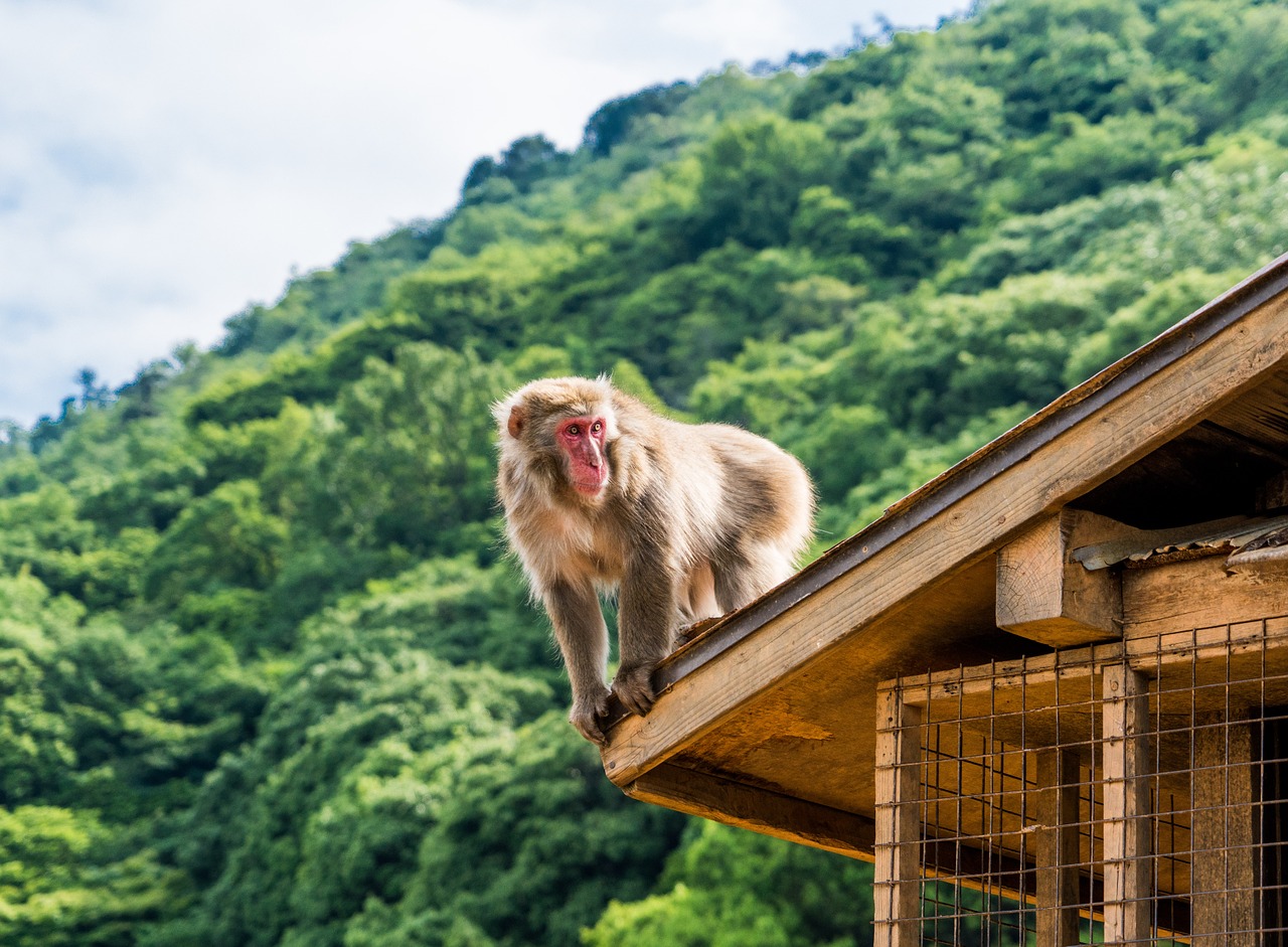 원숭이, 일본, 최윤식