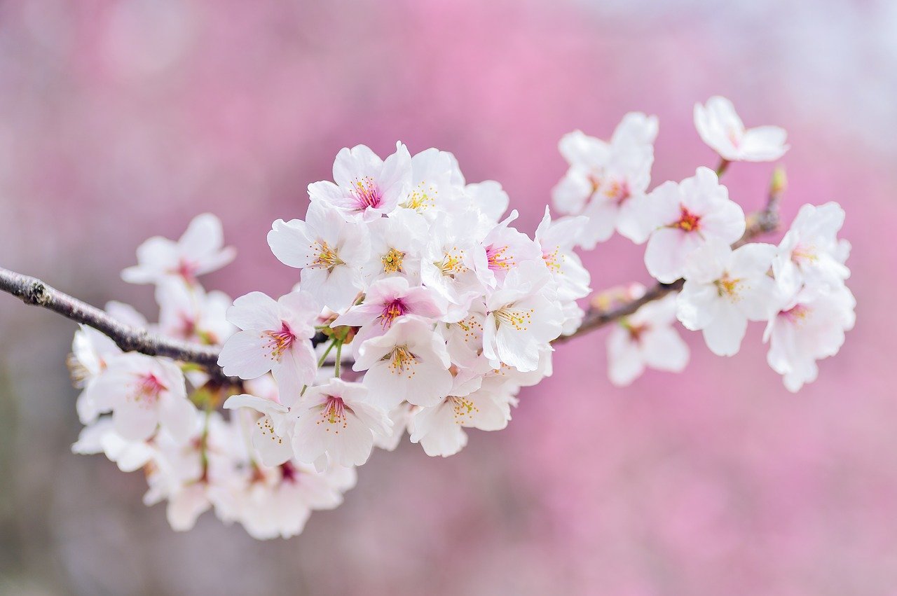 벚꽃, 정신의 아름다움, 일본
