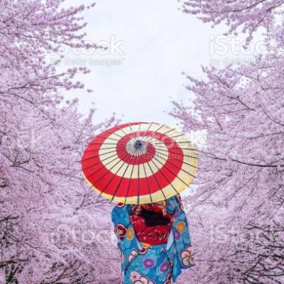 벚꽃, 기모노, 일본, 최윤식