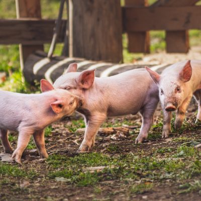 돼지 양돈업 방목 공장식축산업 양돈업가 농업