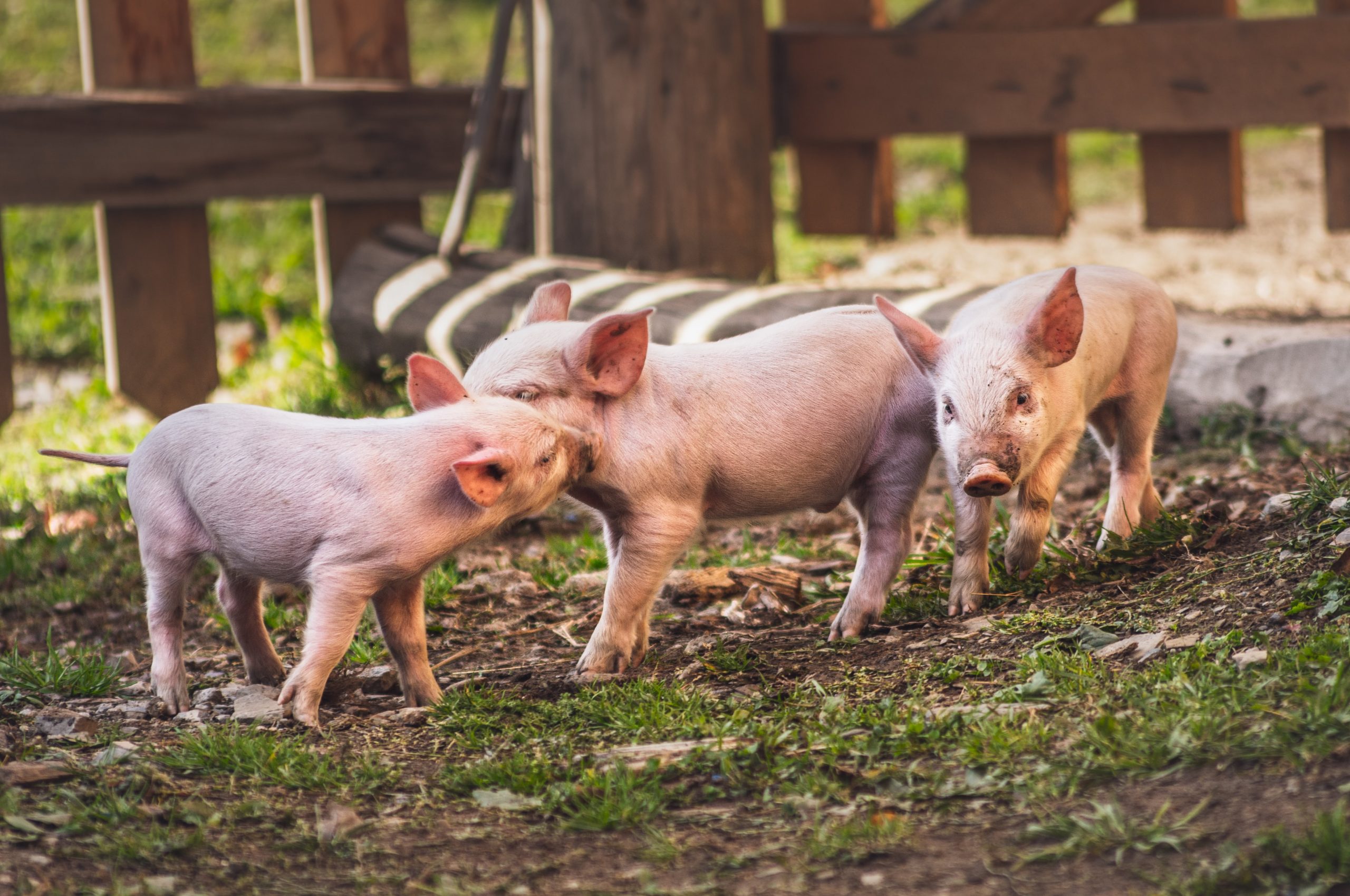돼지 양돈업 방목 공장식축산업 양돈업가 농업