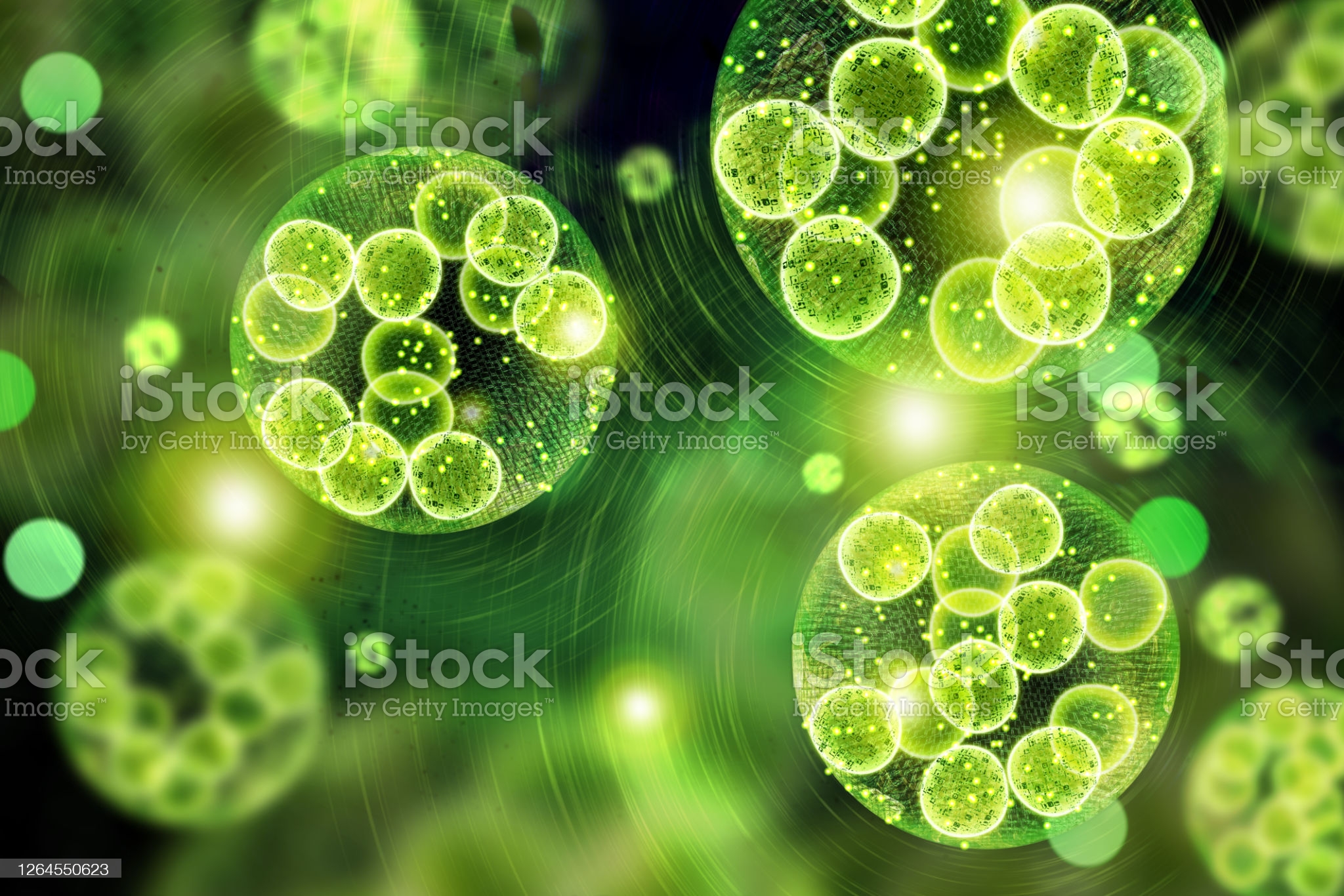 녹색 조류 미세조류 세포 
