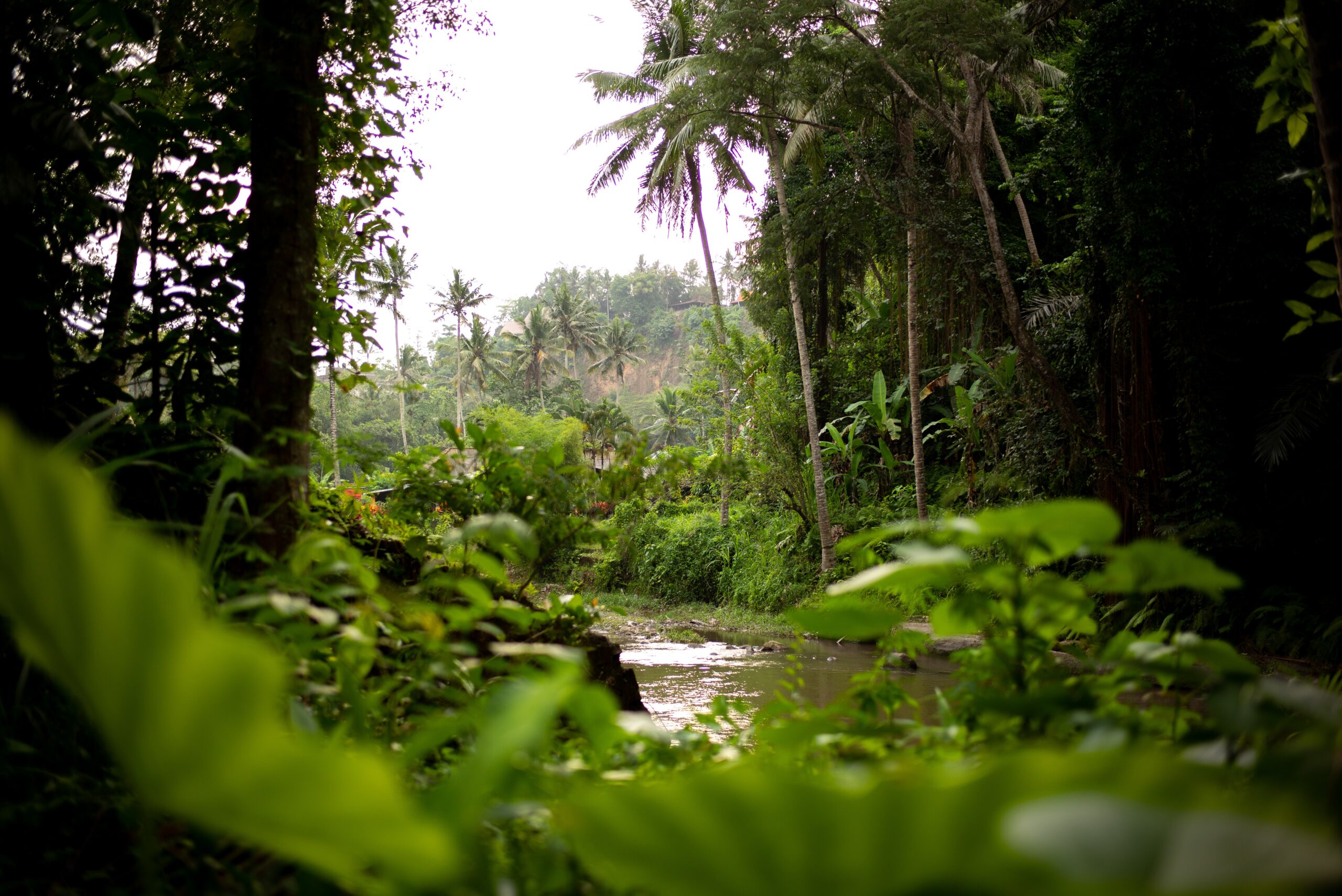 아마존 열대우림 산림 환경