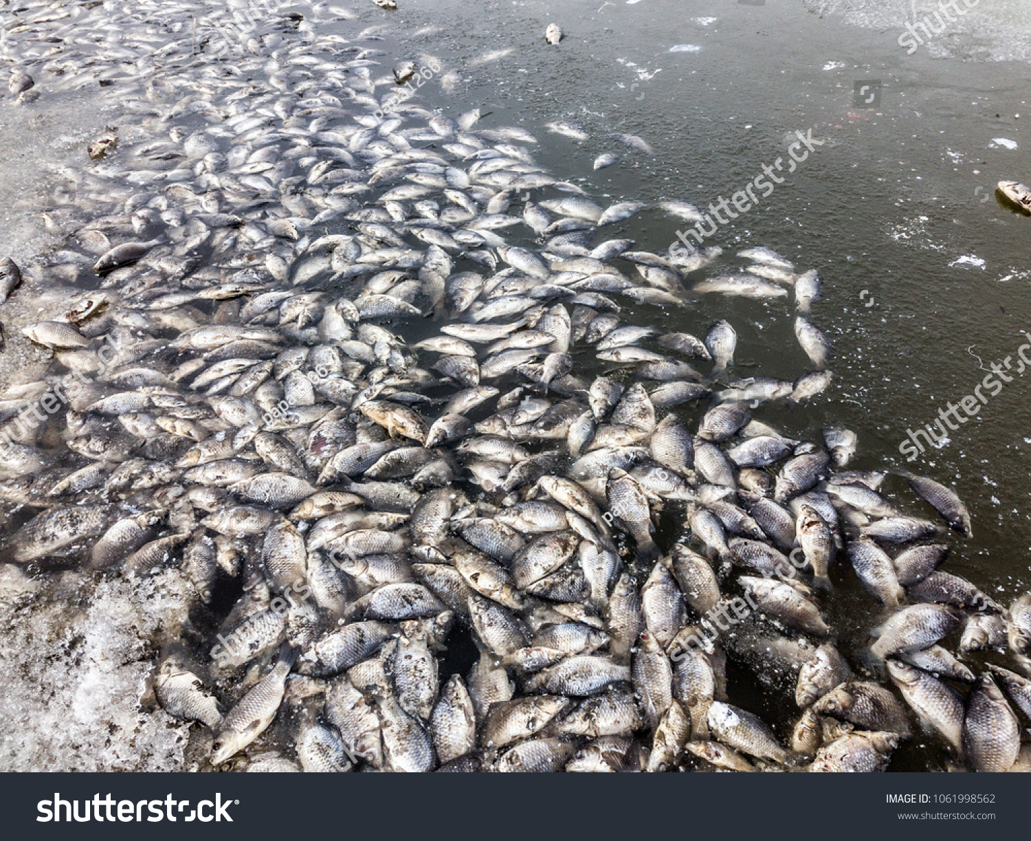 바다 물고기 떼죽음 해양오염