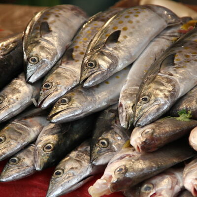 생선 물고기 어류 식재료
