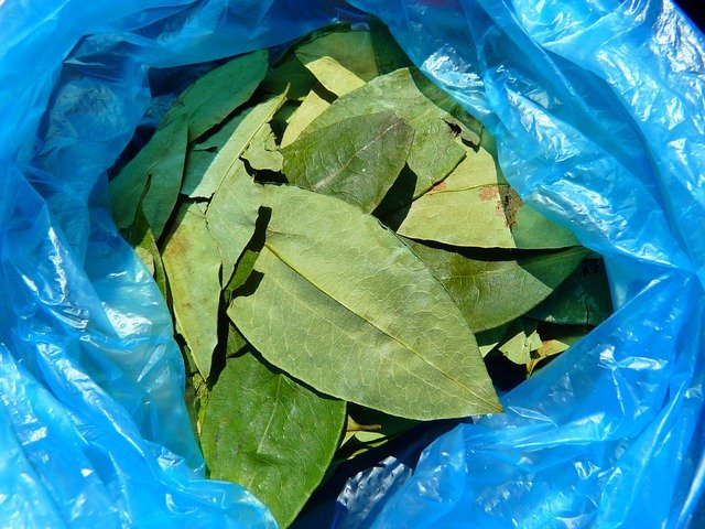 코카 잎 볼리비아 코카인