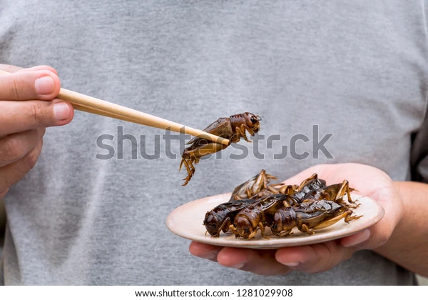 식용 곤충