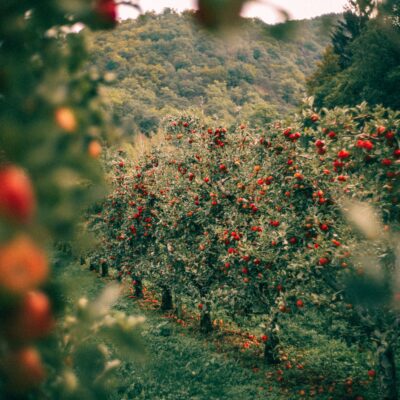 사과나무 재배 과수원 농장