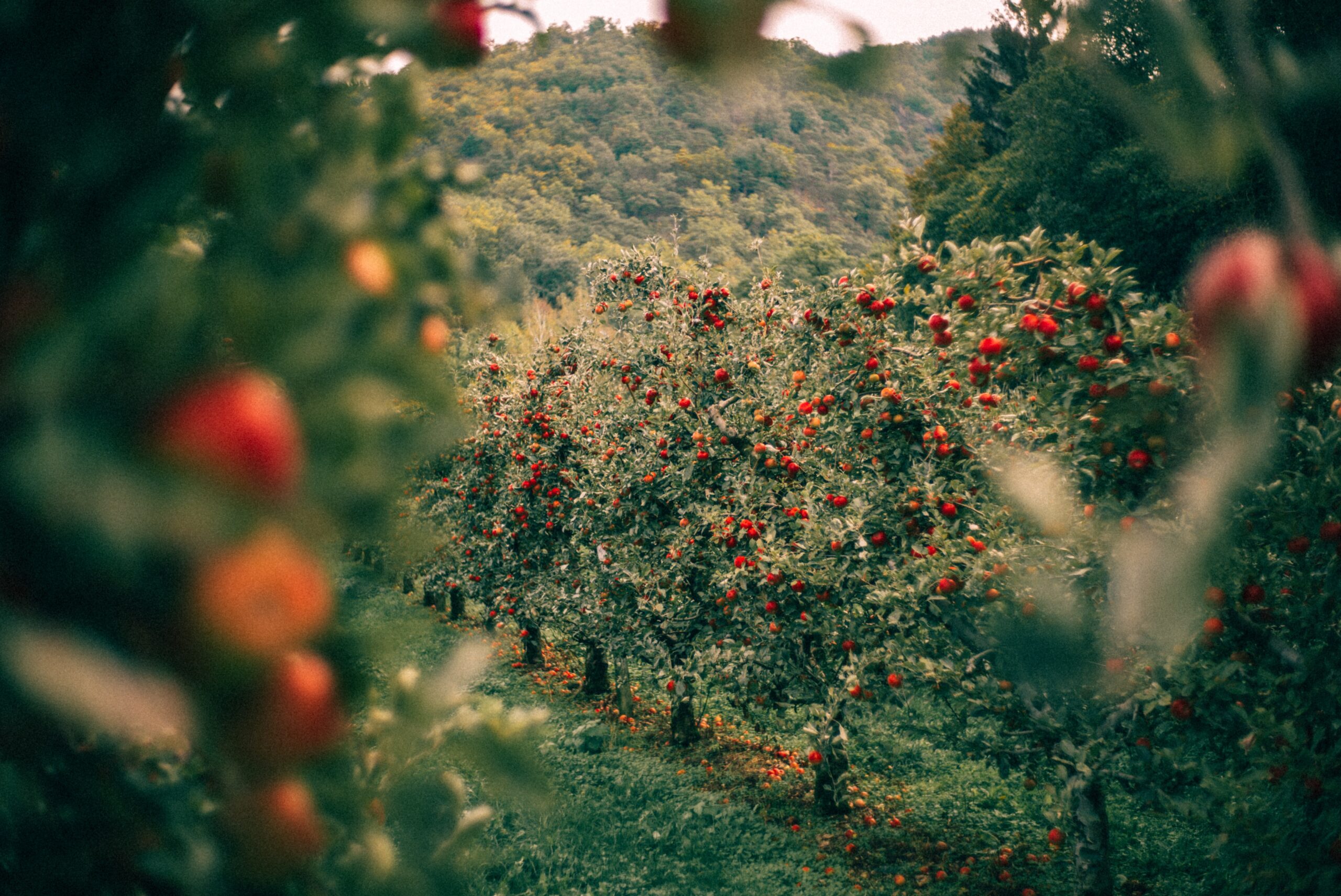 사과나무, 재배, 과수원