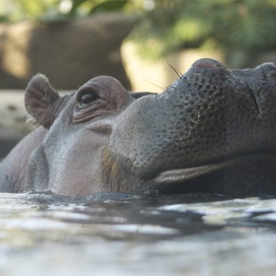 하마, hippo