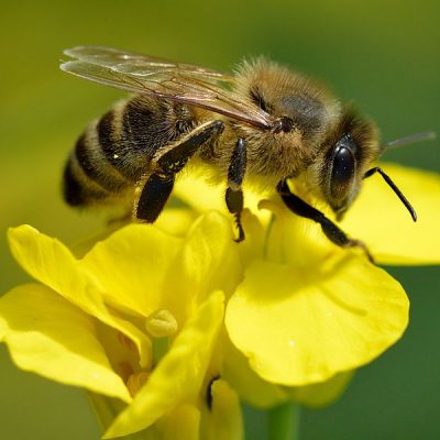 벌, 꿀벌