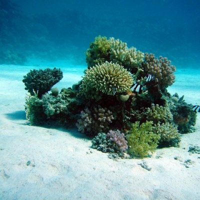 바다 산호초 물고기