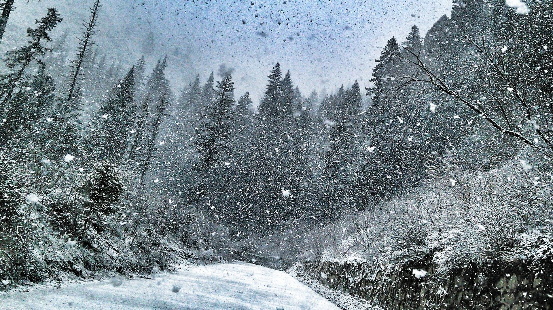 폭설 눈 겨울 설산 나무