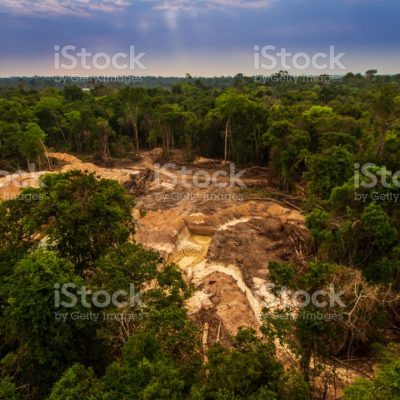 산림 벌채로 인한 환경 파괴