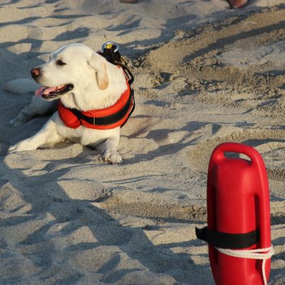 강아지 개 구조견 해변 모래