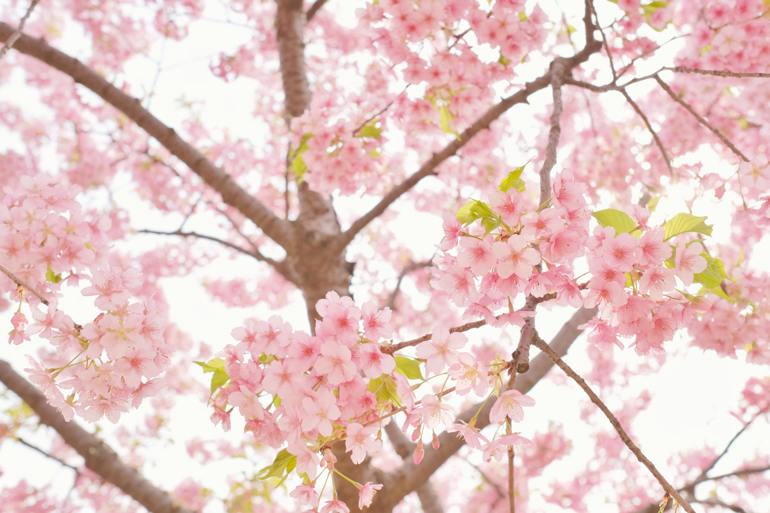 벚꽃 봄 분홍색 나무