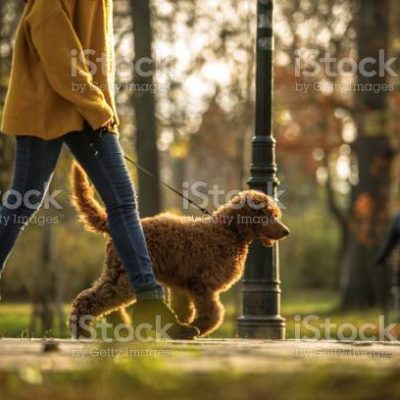 강아지 산책 목줄 공원 동물 반려동물