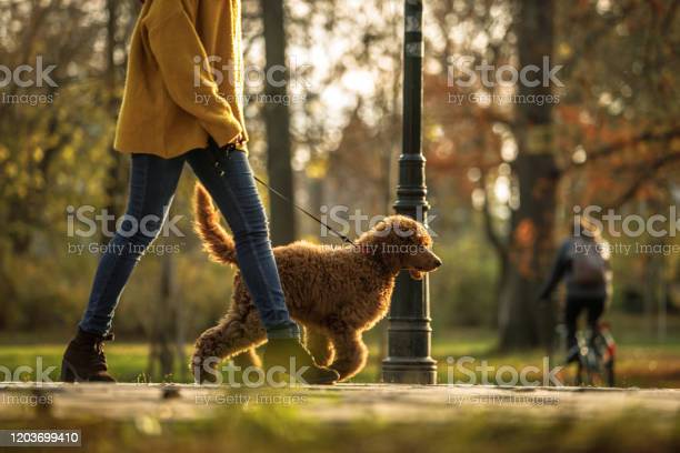 강아지 산책 목줄 공원 동물 반려동물