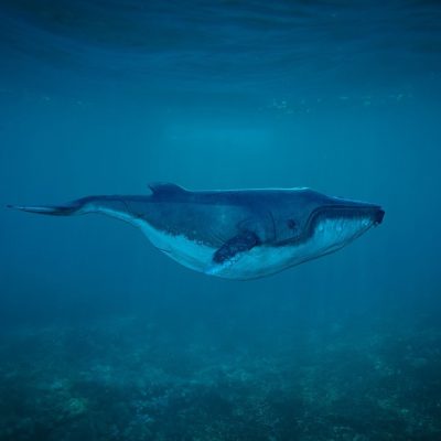 고래 바다 포유동물