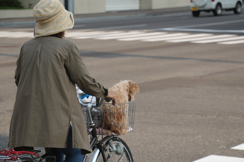 일본 자전거 도로 강아지