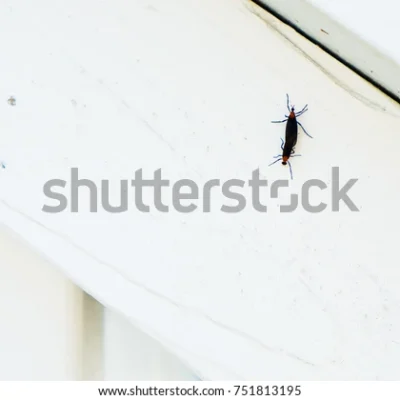 벌레 곤충 일본 비와코벌레