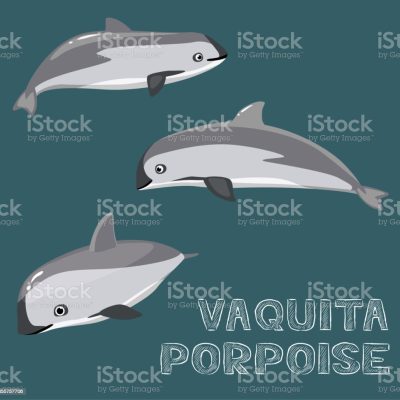 바키타 돌고래, 멸종위기