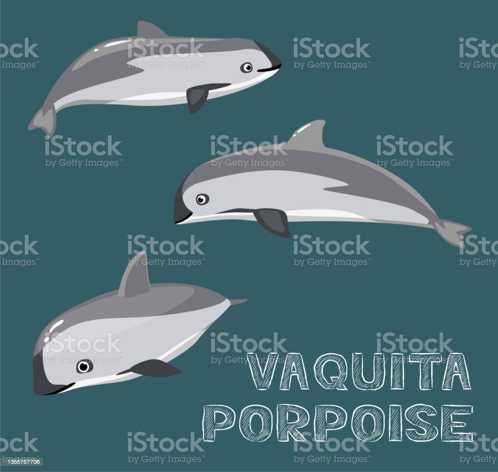 바키타 돌고래 동물 멸종위기