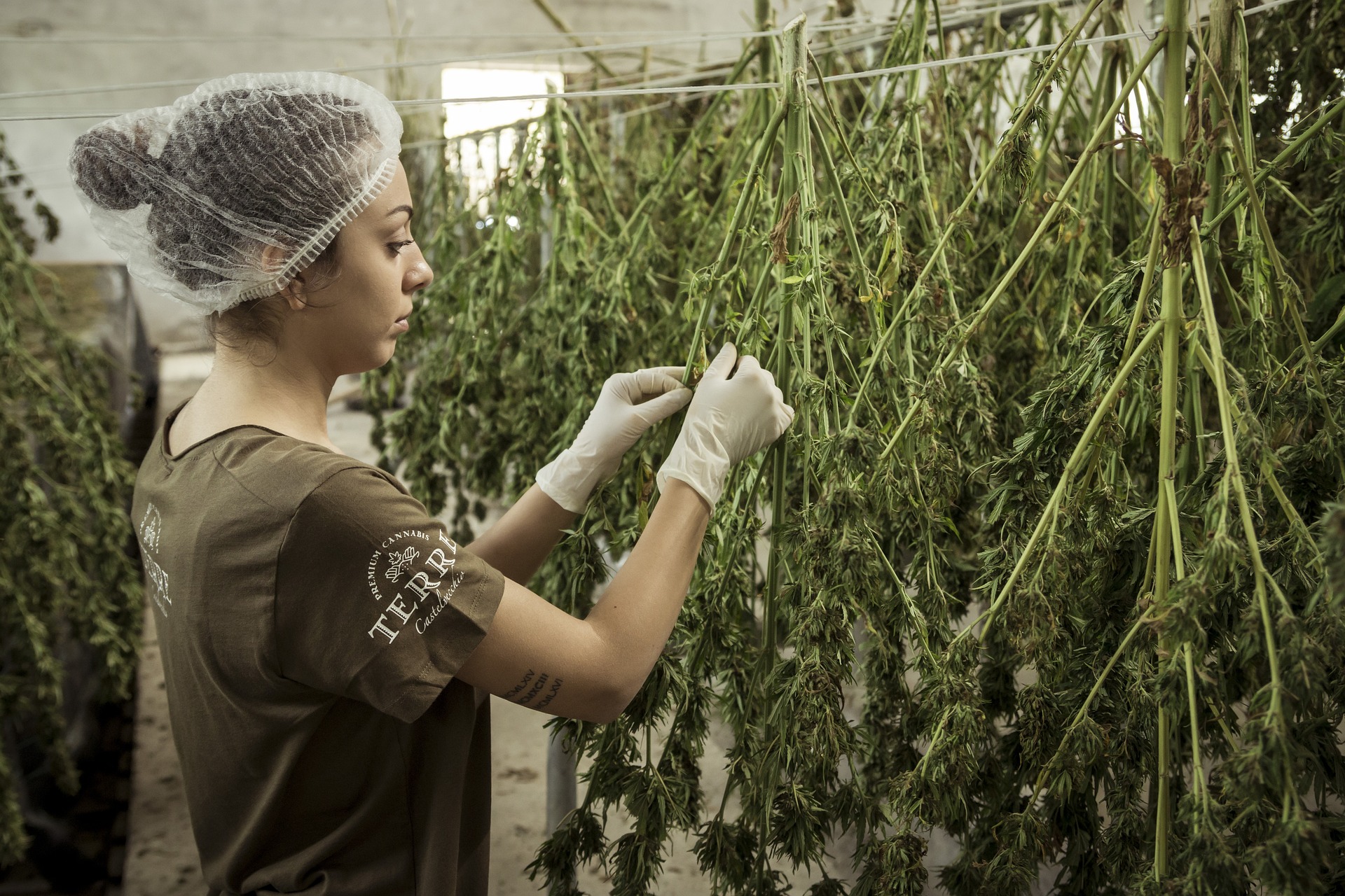 마리화나 대마초 식물 재배