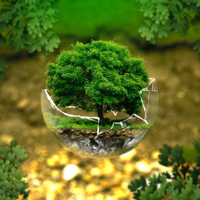 환경보존 나무 자연