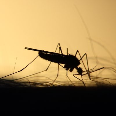 모기 벌레 바이러스 감염병