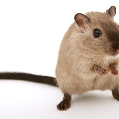 쥐 rat 포유류 동물