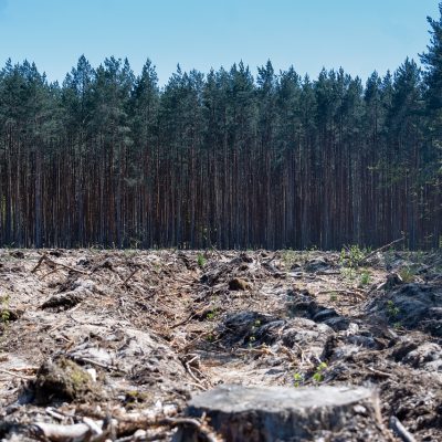 숲 파괴 산림 벌채 나무 환경 파괴 자연 파괴