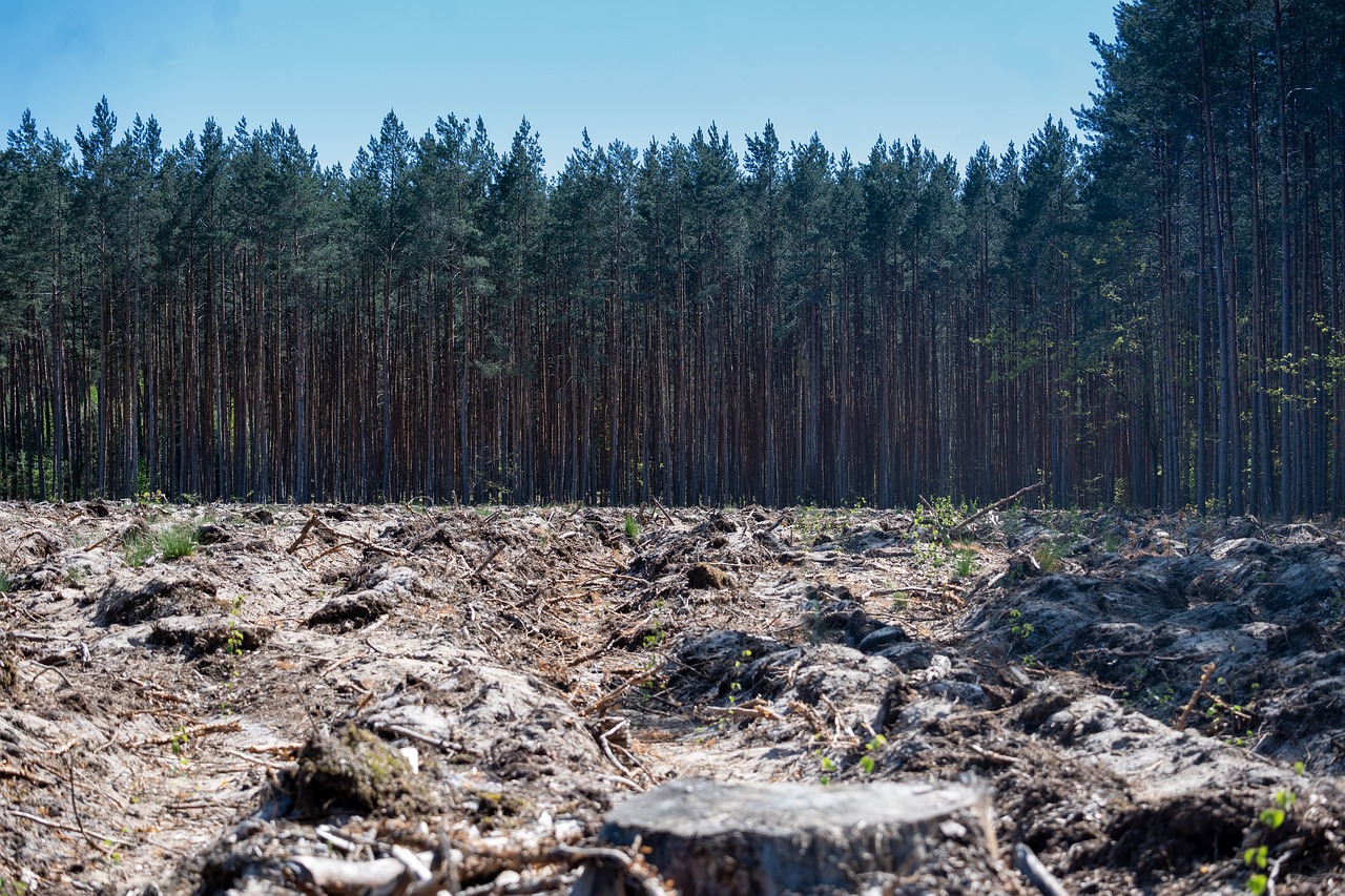 숲 파괴, 산림, 벌채, 나무, 환경 파괴, 자연 파괴 
