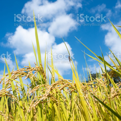 벼 곡물 농사 풀 밭