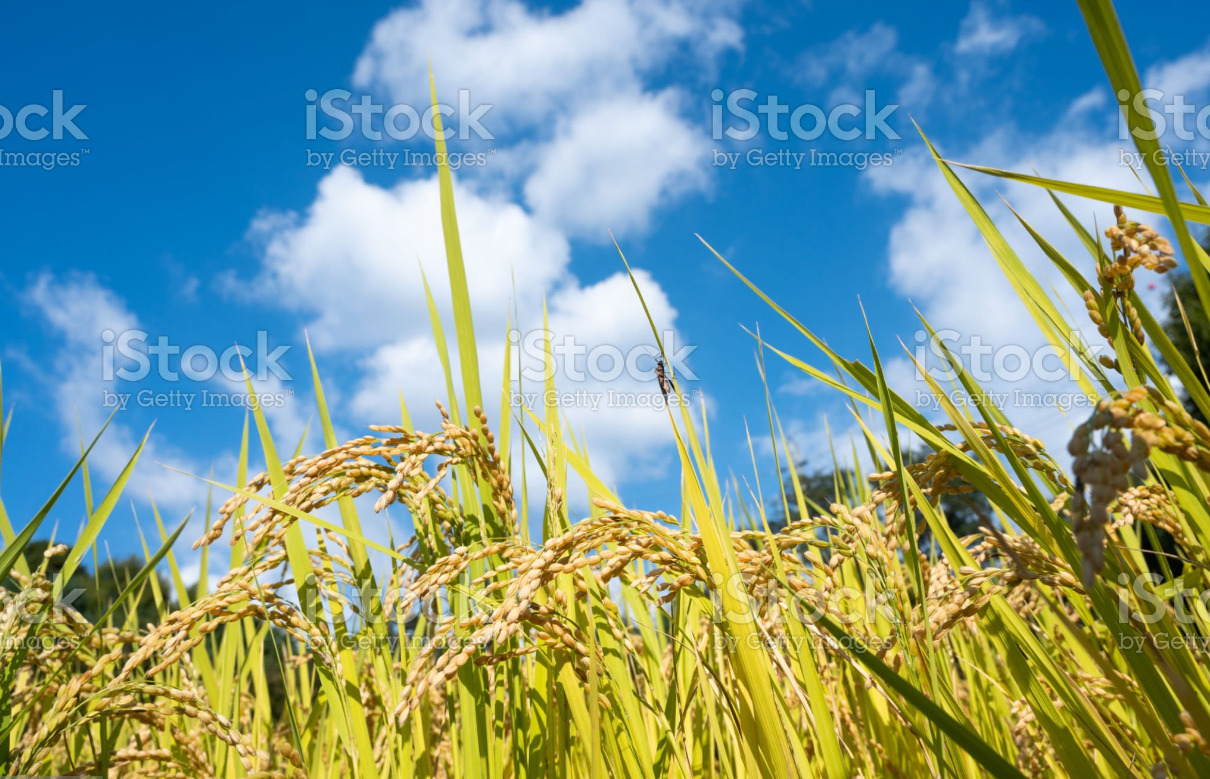 벼 곡물 농사 풀 밭