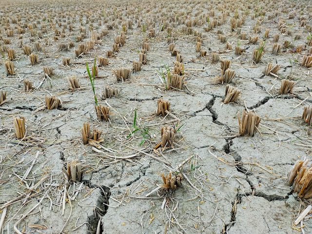 가뭄 밭