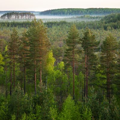 녹색국가 에스토니아