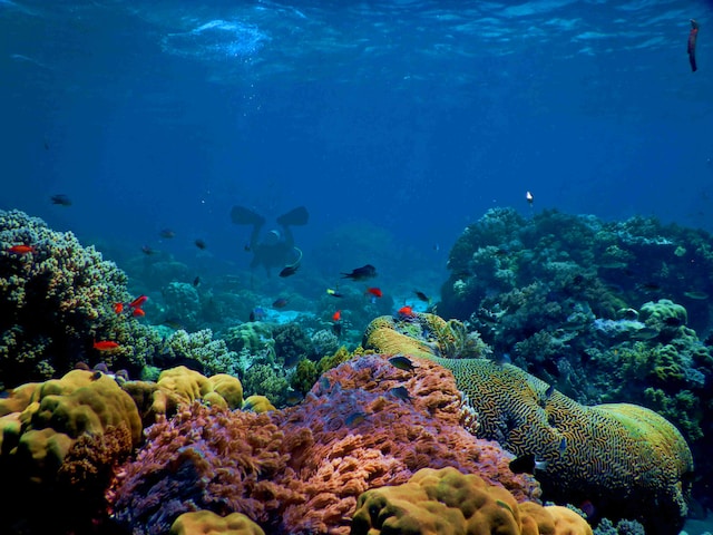바다 속 산호초