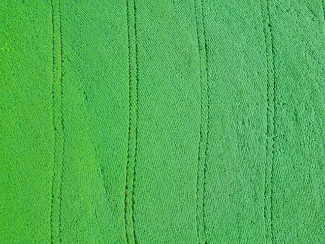 브라질 녹색 농지