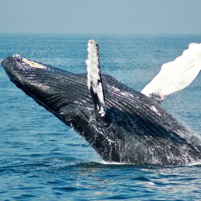 고래, 포경, 일본