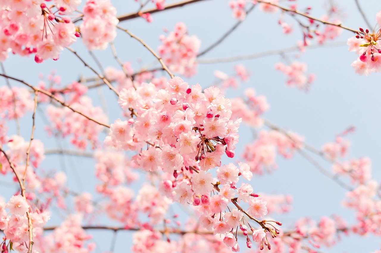 벚꽃, 일본, 축제