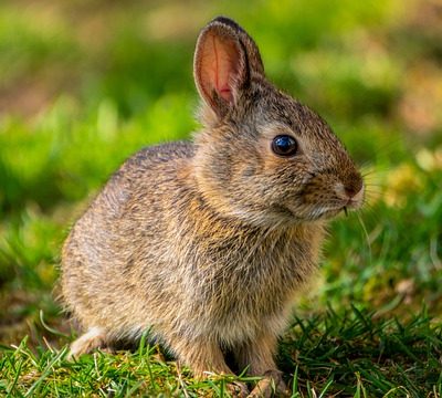 bunny 토끼 rabbit 동물