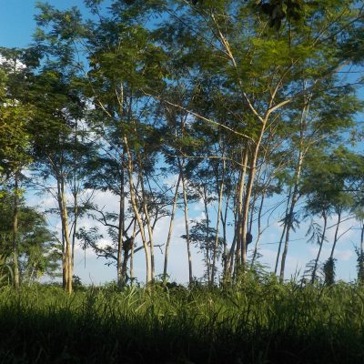 자연 수풀 아마존 나무 식물 하늘