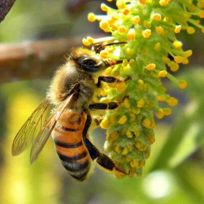 꿀벌 공급자 자원 생태계